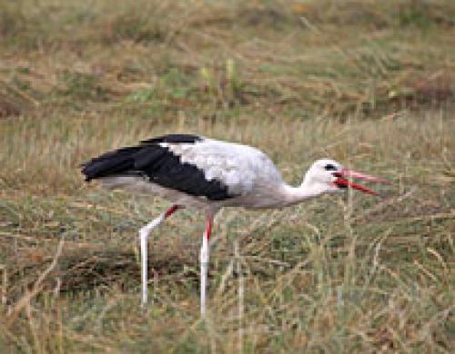 Как прикрепить крылья к аисте для дачи