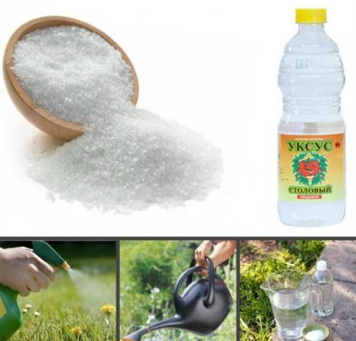 Средство от сорняков с уксусом и солью. Уксус с солью в садоводстве: нюансы применения