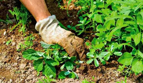 Как избавиться от сорняков с помощью соды. Сода от сорняков