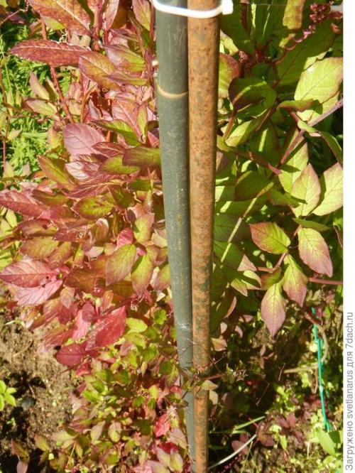 Как выбрать подходящую арку для своего сада и огорода