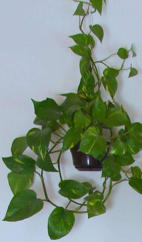 Опасные деревья: Какие растения могут принести несчастье в вашу жизнь 10