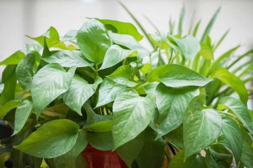 Опасные деревья: Какие растения могут принести несчастье в вашу жизнь 01 Опасные деревья: Какие растения могут принести несчастье в вашу жизнь 01