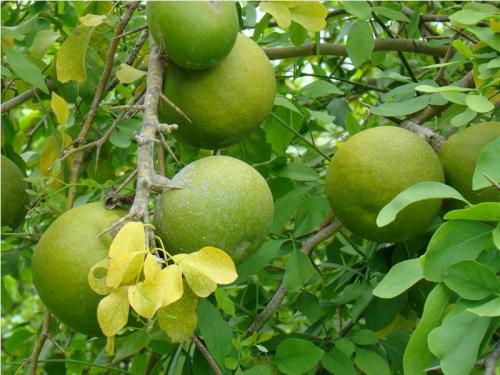 Опасные деревья: Какие растения могут принести несчастье в вашу жизнь 09 Опасные деревья: Какие растения могут принести несчастье в вашу жизнь 09