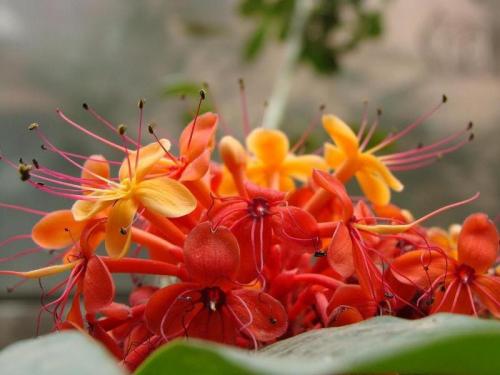 Опасные деревья: Какие растения могут принести несчастье в вашу жизнь 07 Опасные деревья: Какие растения могут принести несчастье в вашу жизнь 07