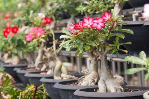 Какие растения считаются плохими предзнаменованиями для детей. Какие цветы нельзя держать дома: фото и названия