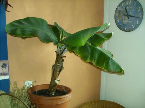 Опасные деревья: Какие растения могут принести несчастье в вашу жизнь 03 Опасные деревья: Какие растения могут принести несчастье в вашу жизнь 03