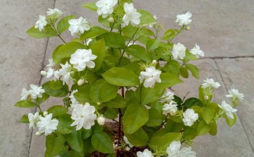 Опасные деревья: Какие растения могут принести несчастье в вашу жизнь 05 Опасные деревья: Какие растения могут принести несчастье в вашу жизнь 05