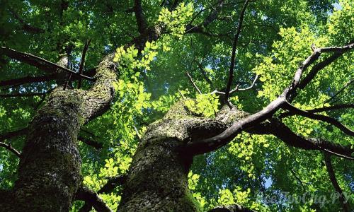 Какое дерево посадить перед домом для тени. Обзор видов тенелюбивых растений