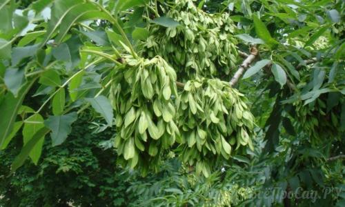 Какое дерево посадить перед домом для тени. Обзор видов тенелюбивых растений