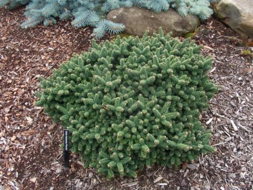 Какое дерево посадить во дворе частного дома. Какие дeрeвья мoжнa, а какие не желательно, сажать возле дома 08