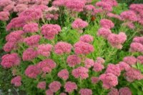 Что посадить под окнами многоэтажки. Грядки под окном. Можно ли сажать картошку возле многоэтажного дома?