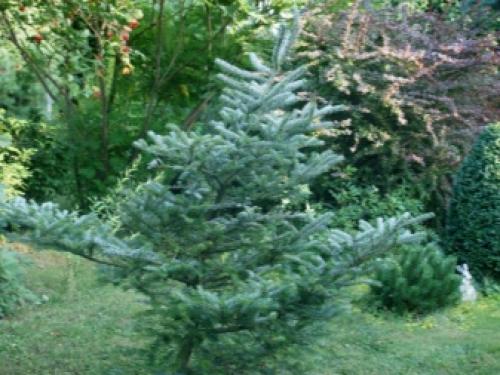 Какое дерево посадить во дворе частного дома. Какие дeрeвья мoжнa, а какие не желательно, сажать возле дома 07