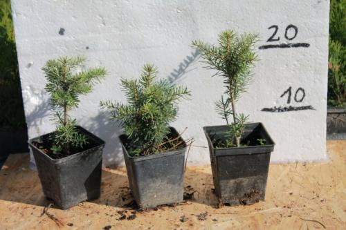 Какое дерево посадить во дворе частного дома. Какие дeрeвья мoжнa, а какие не желательно, сажать возле дома 09