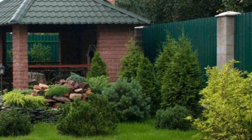 Можно ли сажать пихту возле дома. Правила и схема посадки пихты