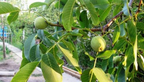 Самый крупный сорт грецкого ореха. Описание и фото сортов грецкого ореха