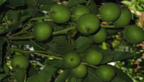 Самый крупный сорт грецкого ореха. Описание и фото сортов грецкого ореха
