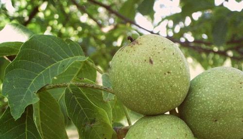 Самый крупный сорт грецкого ореха. Описание и фото сортов грецкого ореха