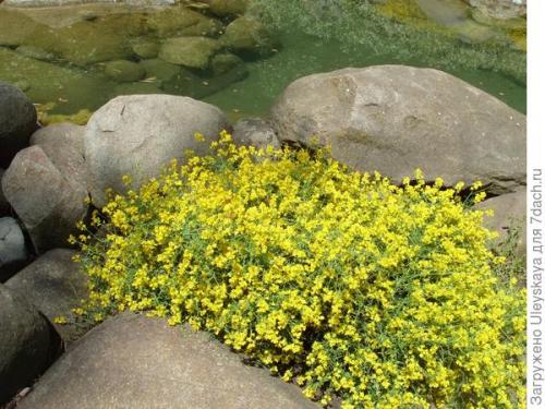 Как правильно сделать рокарий на загородном участке. Рокарий: выбор места