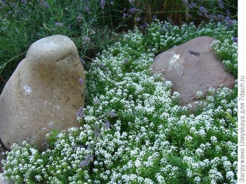 Как правильно сделать рокарий на загородном участке. Рокарий: выбор места