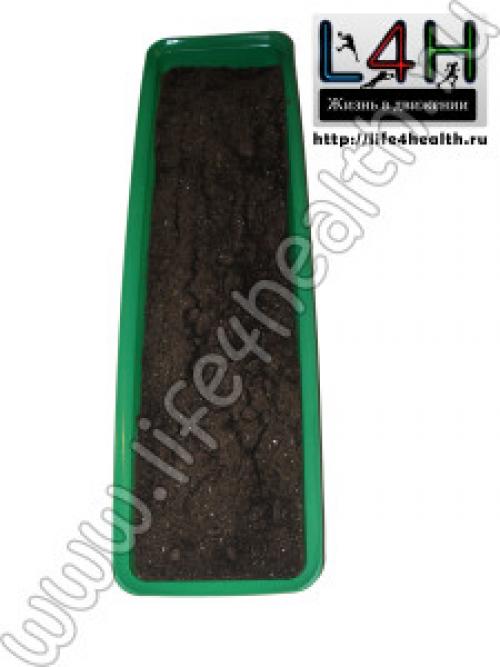 Как правильно посадить дубок. Посадить дуб. Как правильно это сделать?