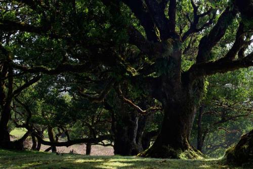 Посадить дуб приметы. Можно ли по приметам сажать дуб на участке