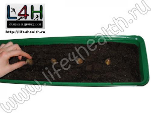 Как правильно посадить дубок. Посадить дуб. Как правильно это сделать?