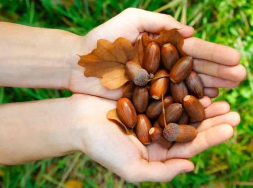 Посадка дуба из желудя. Выбор желудей