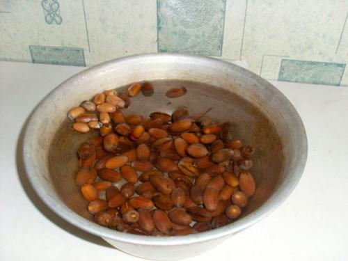 Посадка дуба из желудя. Выбор желудей