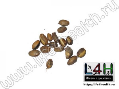 Как правильно посадить дубок. Посадить дуб. Как правильно это сделать?