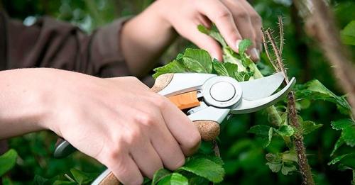 Необходимый садовый инвентарь. Какие садовые инструменты нужны каждому огороднику