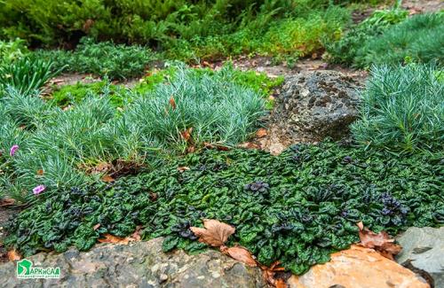 Горка ландшафтный дизайн. Виды дизайна альпийской горки