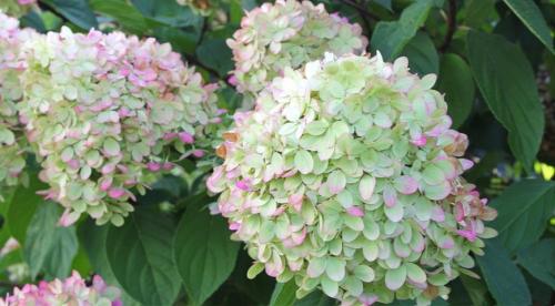 Тонкости ландшафтного дизайна земельного участка. Правила сочетания 26 Тонкости ландшафтного дизайна земельного участка. Правила сочетания 26