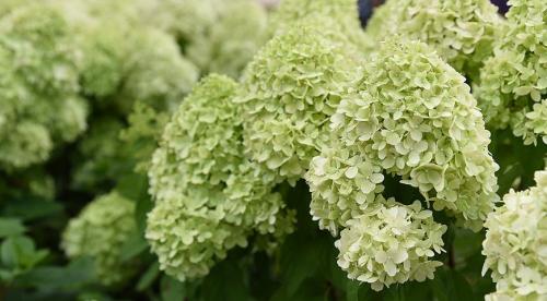 Тонкости ландшафтного дизайна земельного участка. Правила сочетания 25