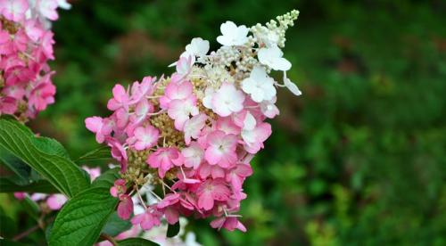 Тонкости ландшафтного дизайна земельного участка. Правила сочетания 27 Тонкости ландшафтного дизайна земельного участка. Правила сочетания 27