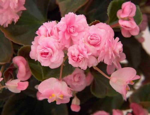 Красивые клумбы на даче. Красивые многолетники — очаровательное постоянство