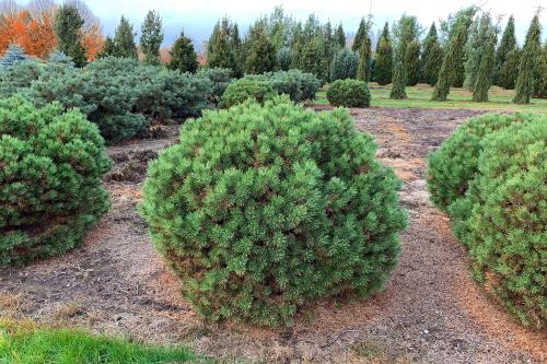 Клумба с камнями и хвойниками. Как выбирать хвойные растения для клумб