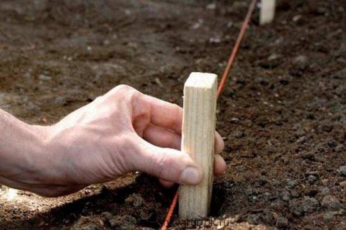 Центральная клумба на даче. Виды клумб: нерегулярные