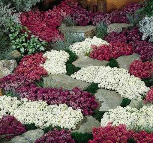 Красивые клумбы на даче. Красивые многолетники — очаровательное постоянство