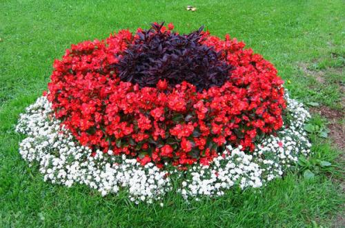 Красивые клумбы на даче. Красивые многолетники — очаровательное постоянство