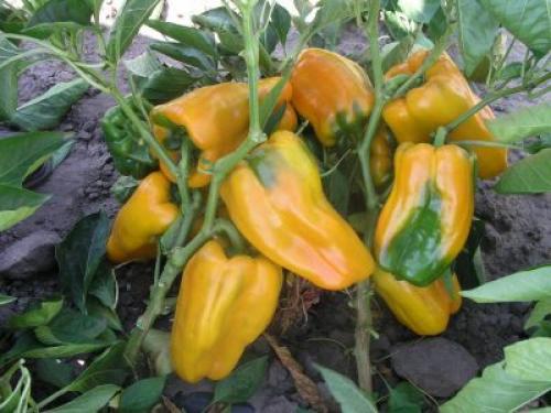 Болгарский перец сорта. Рейтинг лучших сортов перца для ОГ 01