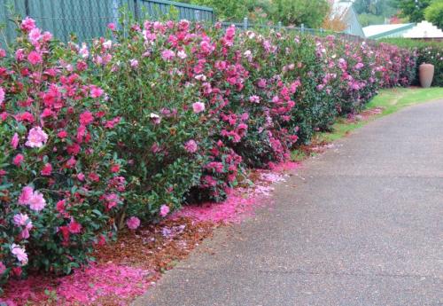 Как красиво отделить сад от огорода. Зонирование участка: разработка плана, зонирование перепадом высоты и цветом. 140 фото-идей