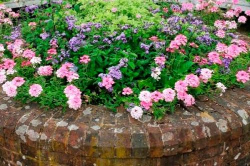 Ограждение клумбы из кирпича своими руками. Этапы создания цветочной клумбы