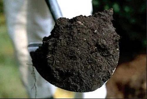 Ландшафтный дизайн своими руками для начинающих – первые шаги