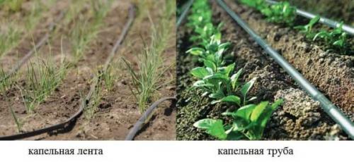 Капельный полив без водопровода. Составляющие и варианты компоновки