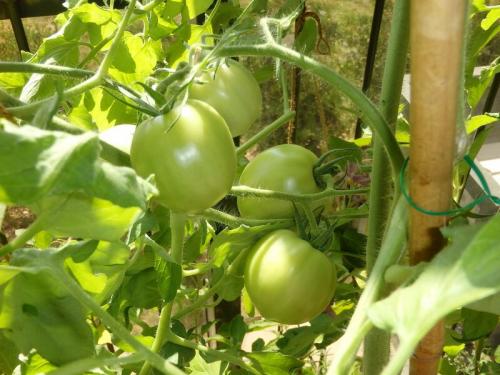 Капельный полив на балконе своими руками. Еще раз про правильный полив балконного огорода