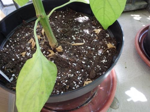 Капельный полив на балконе своими руками. Еще раз про правильный полив балконного огорода