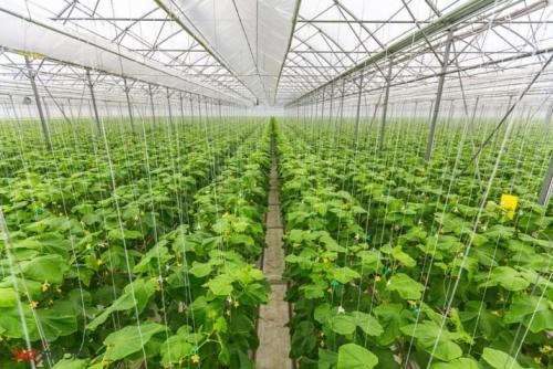 Треугольный парник для огурцов. Парник для огурцов своими руками: самые лучшие проекты, 53 фото