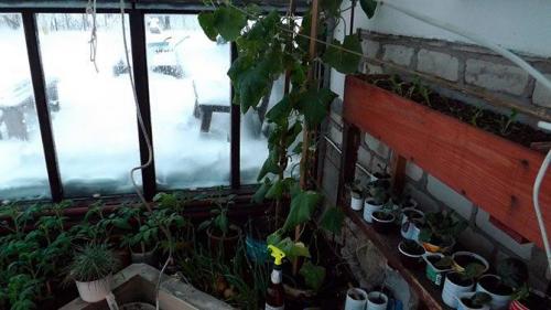 Мини парник своими руками. Как сделать парник своими руками: лучшие проекты