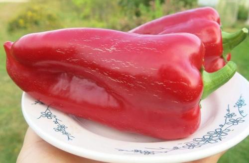 Как выглядит болгарский перец. Рейтинг семян перца с описанием и фото