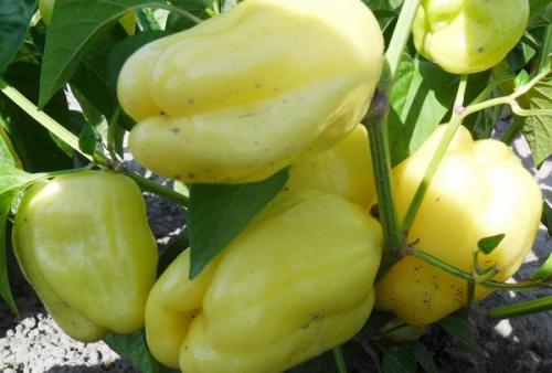 Как выглядит болгарский перец. Рейтинг семян перца с описанием и фото